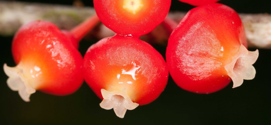 Зингибер имбирь