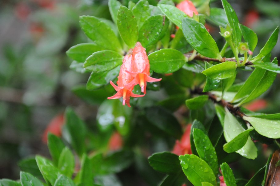 Cavendishia bracteata