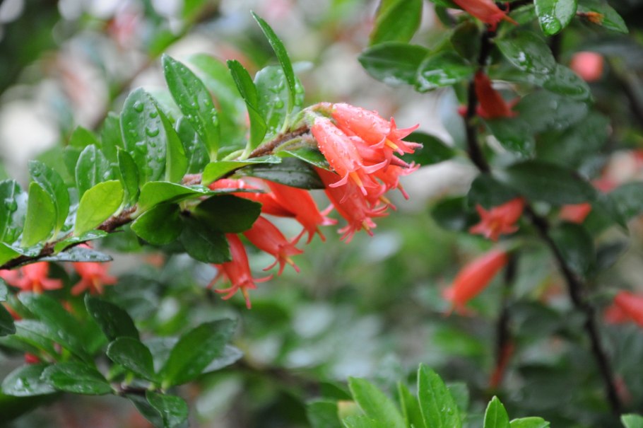 Hymenanthes цветок