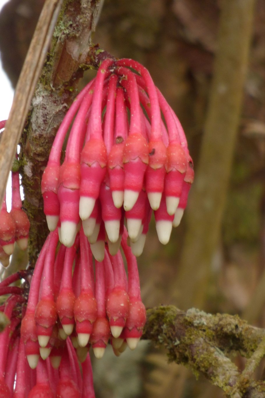 Карри Ботанический рисунок