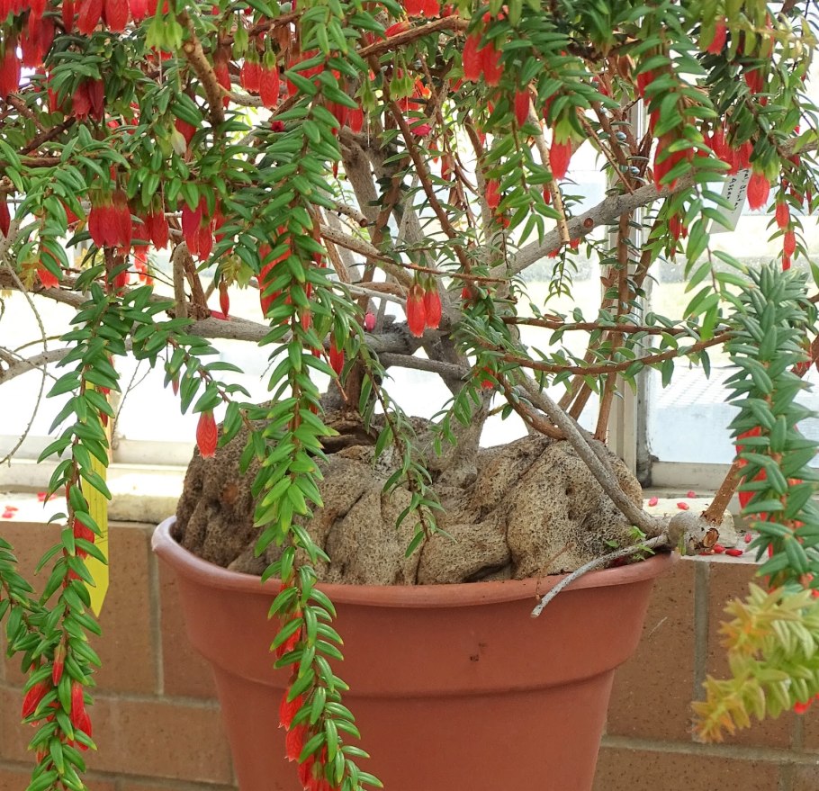 Агапетес змеевидный