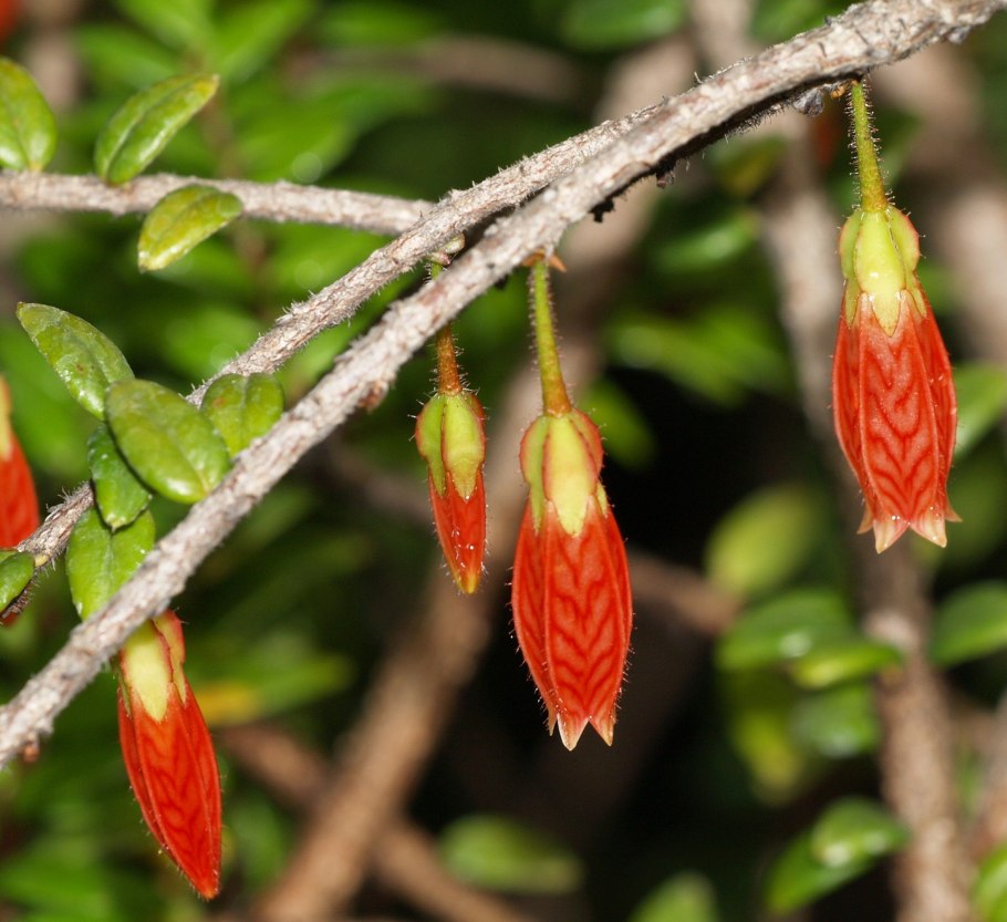 Агапетес Серпенс