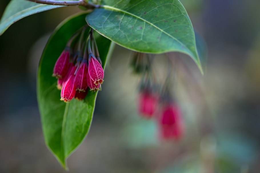 Цветок агапетес