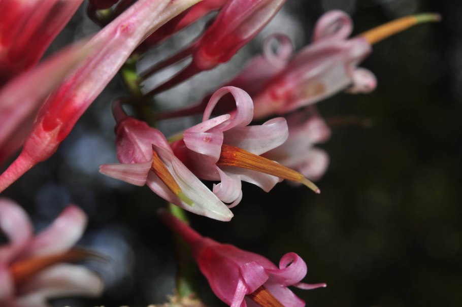 Кустарник цветы арбузики