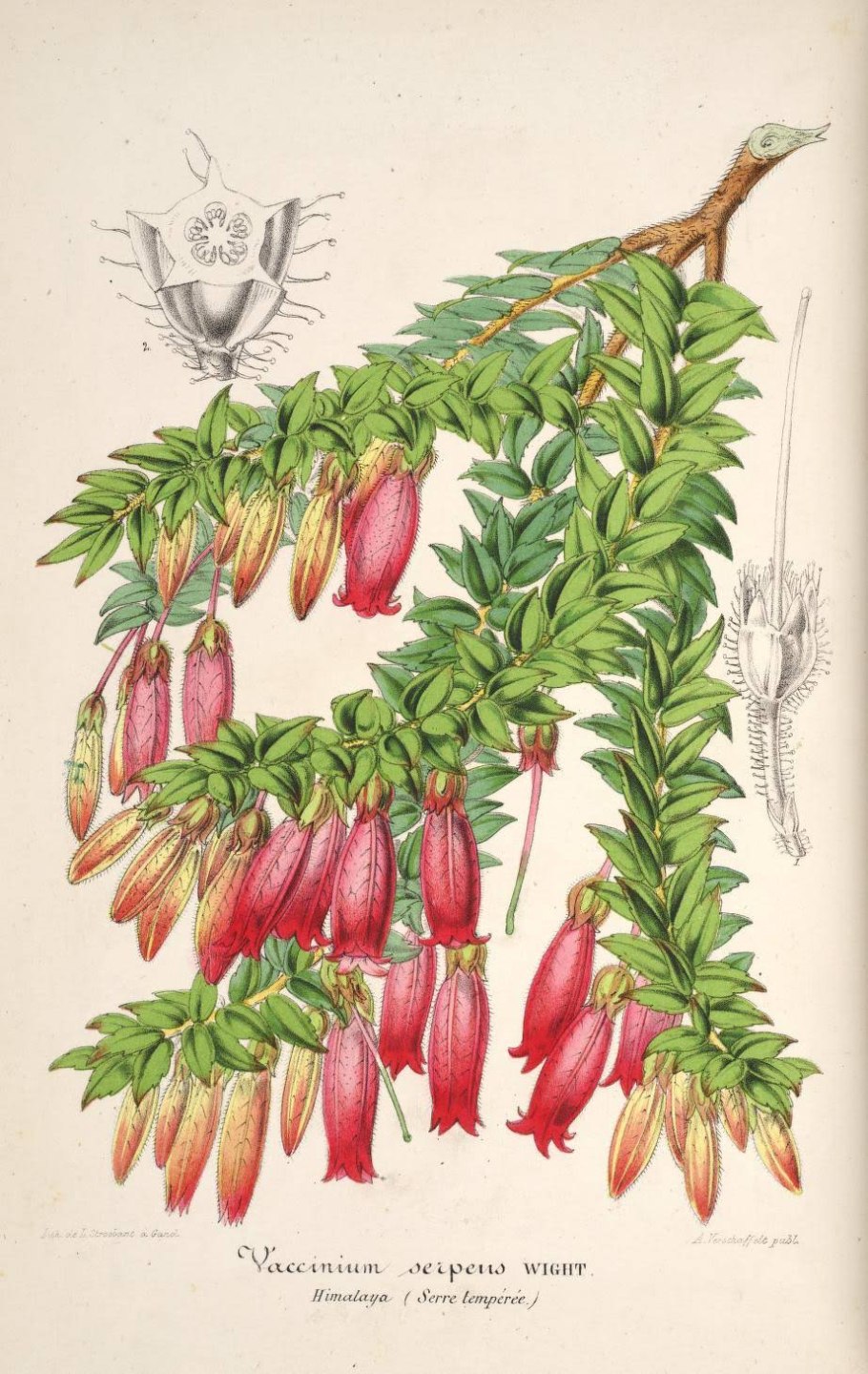 Маклеания Макранта