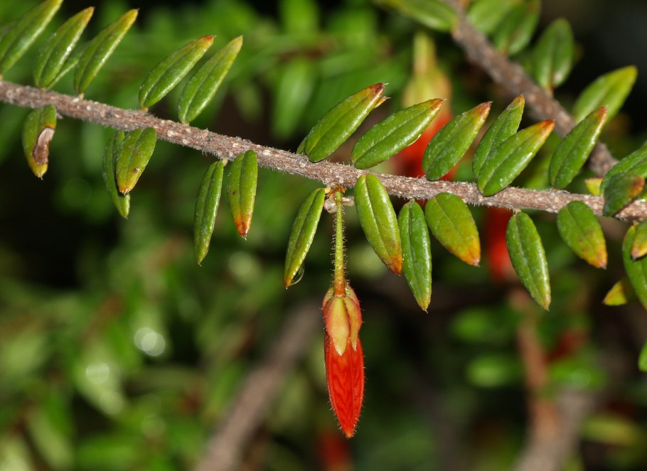 Агапетес змеевидный