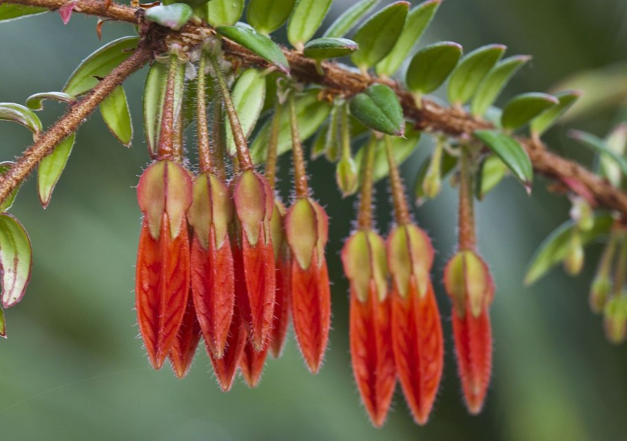 Vaccinieae Agapetes species