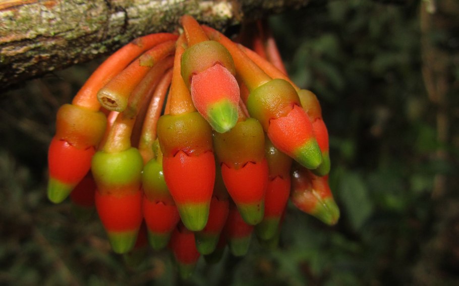 Tynanthus panurensis Лиана