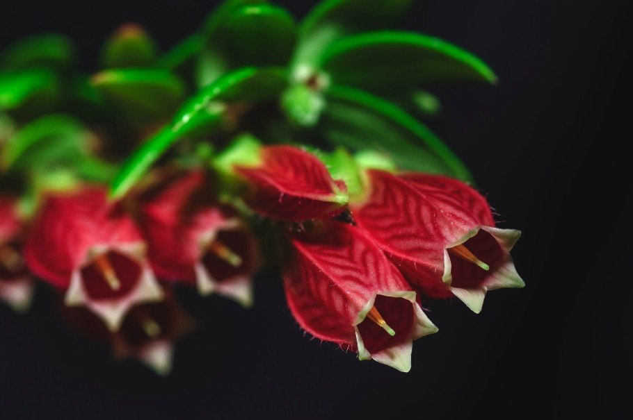 Эунумус цветок