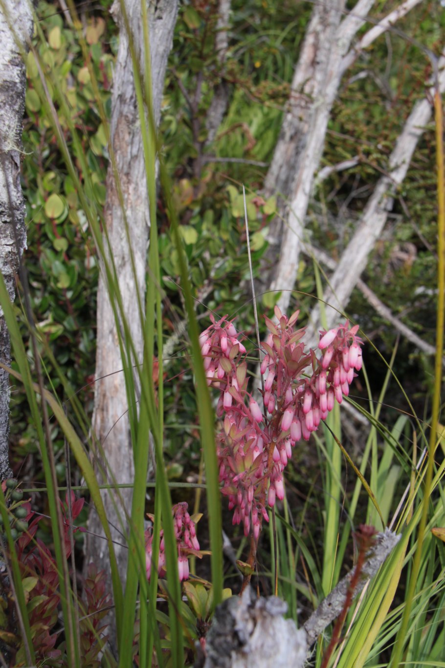 Карбюратор leader pz19jb