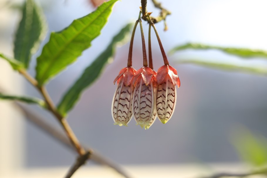 Агапетес змеевидный