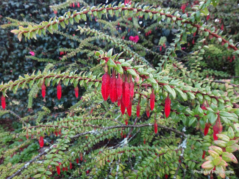 Агапетес змеевидный