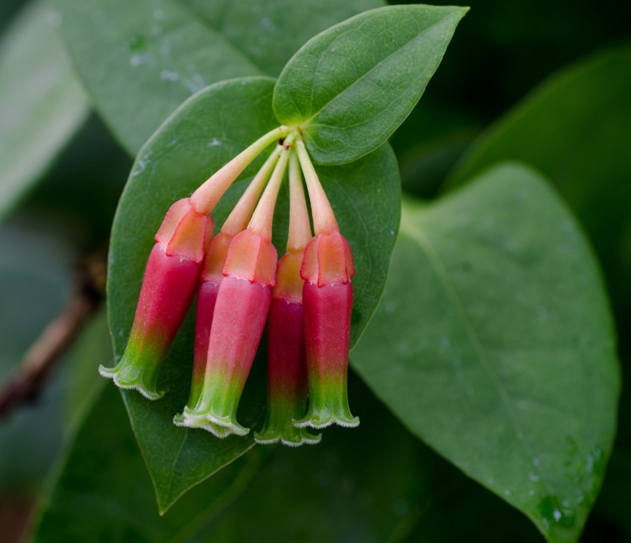 Паркия Клаппертона