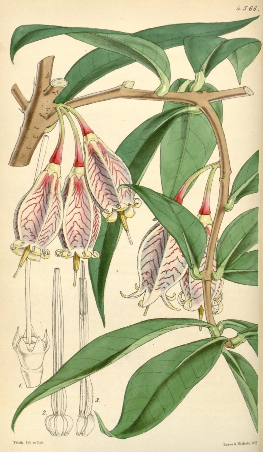 Ксилопия Штауда