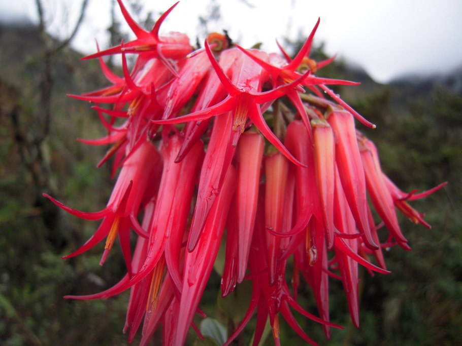 Macleania insignis,Macleania insignis