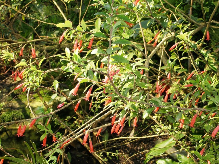 Маклеания Макранта