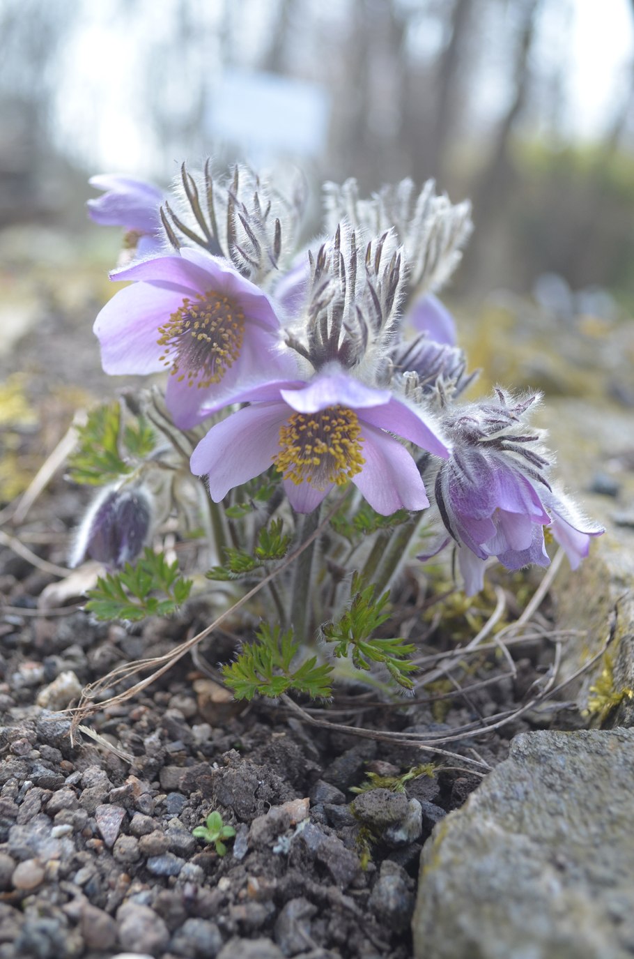 Pulsatilla turczaninovii прострел Турчанинова