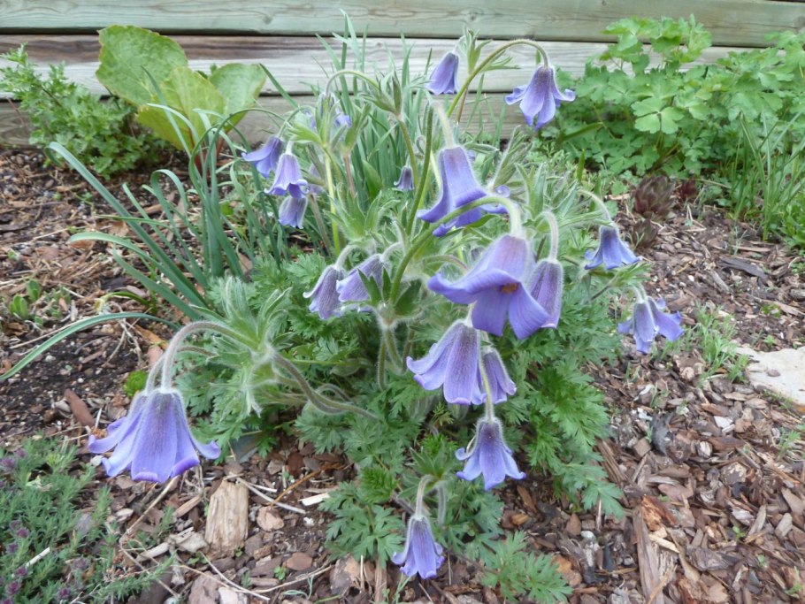 Прострел Луговой Pulsatilla pratensis
