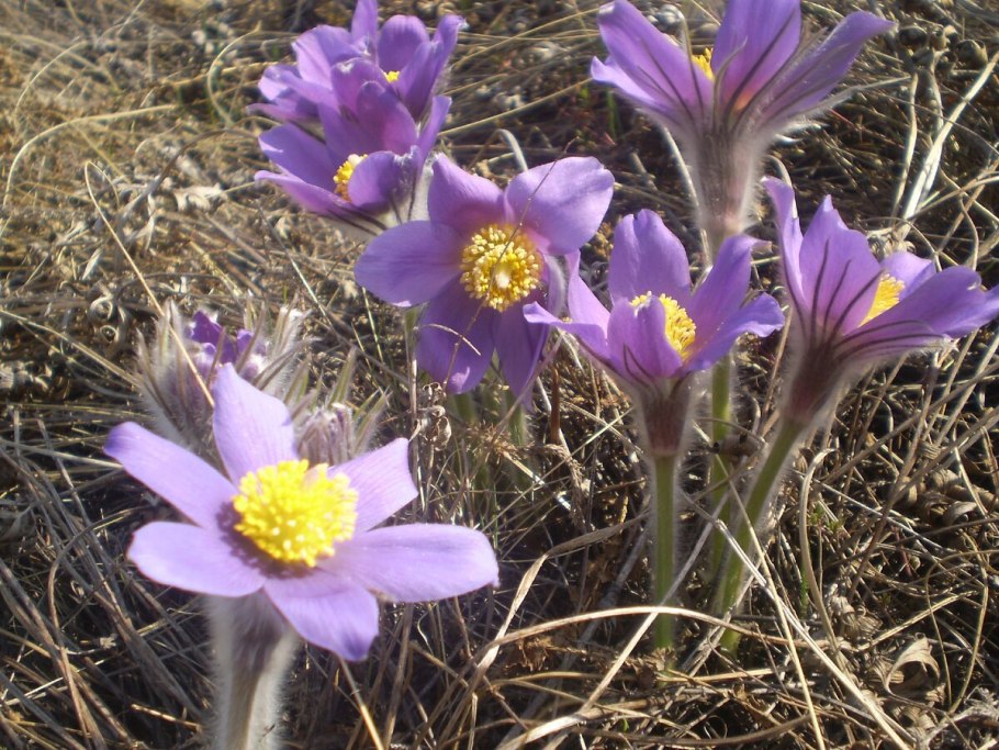 Цветок прострел Пурпл