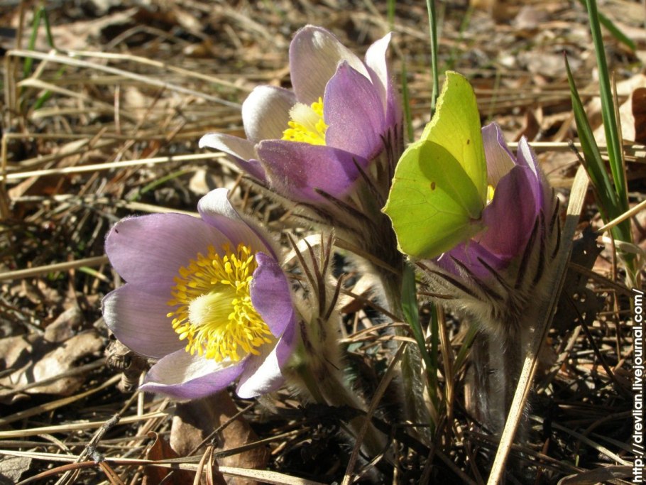 Прострел желтеющий Pulsatilla flavescens