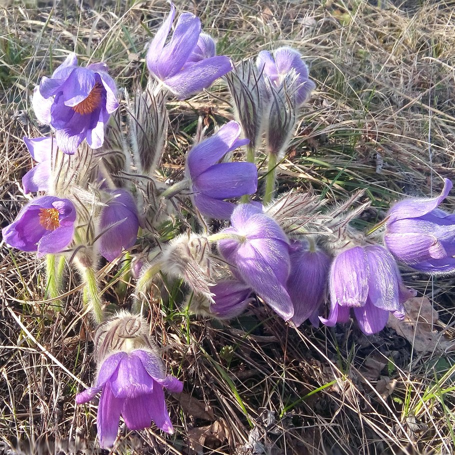 Прострел Ревердатто