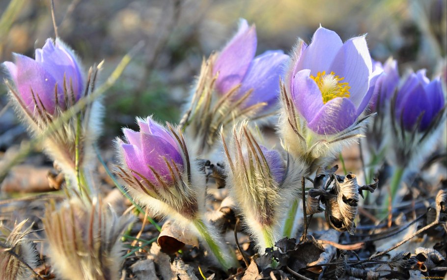 Pulsatilla прострел Даурский