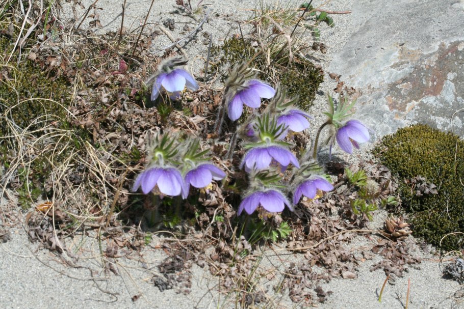 Прострел daurica