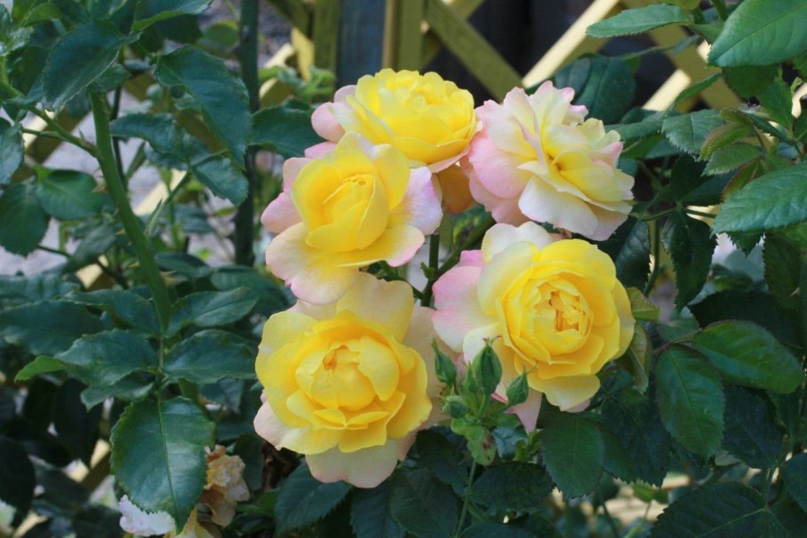 Роза Кордес чайно-гибридная Кордес Джубили