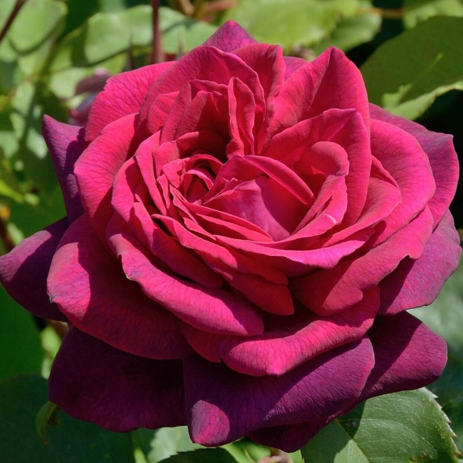 Роза Кордес Спилварк