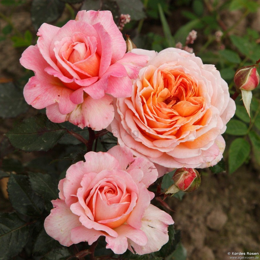 Роза чайно гибридная Карэдж