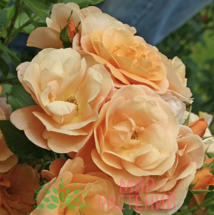 Роза Кордес Джубили