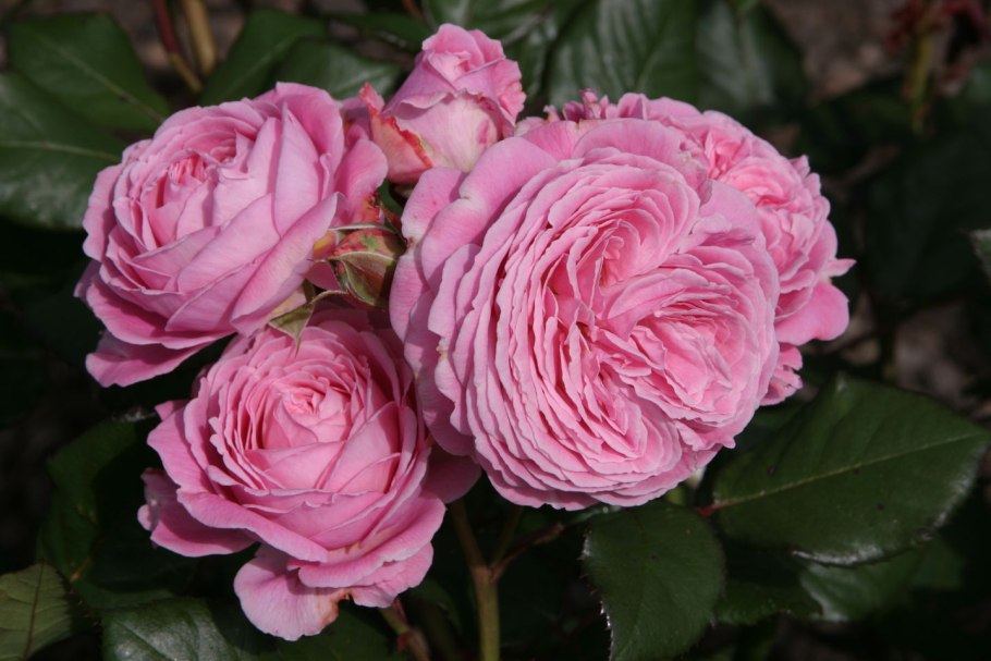 Роза флорибунда Bentheimer Gold