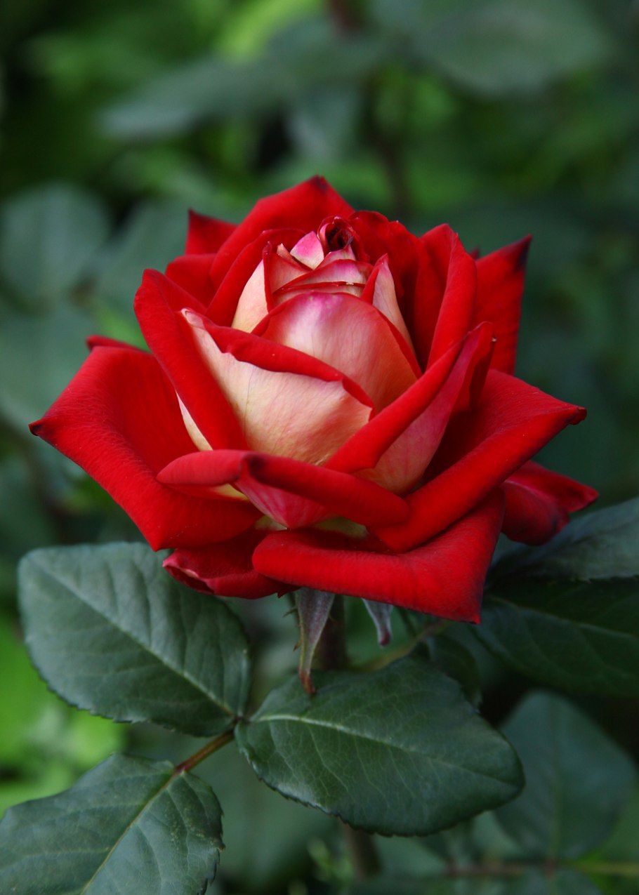 Роза чайно-гибридная Фойрио