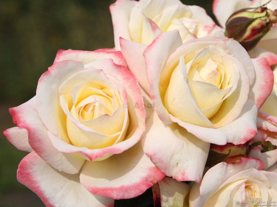 Роза Амароса