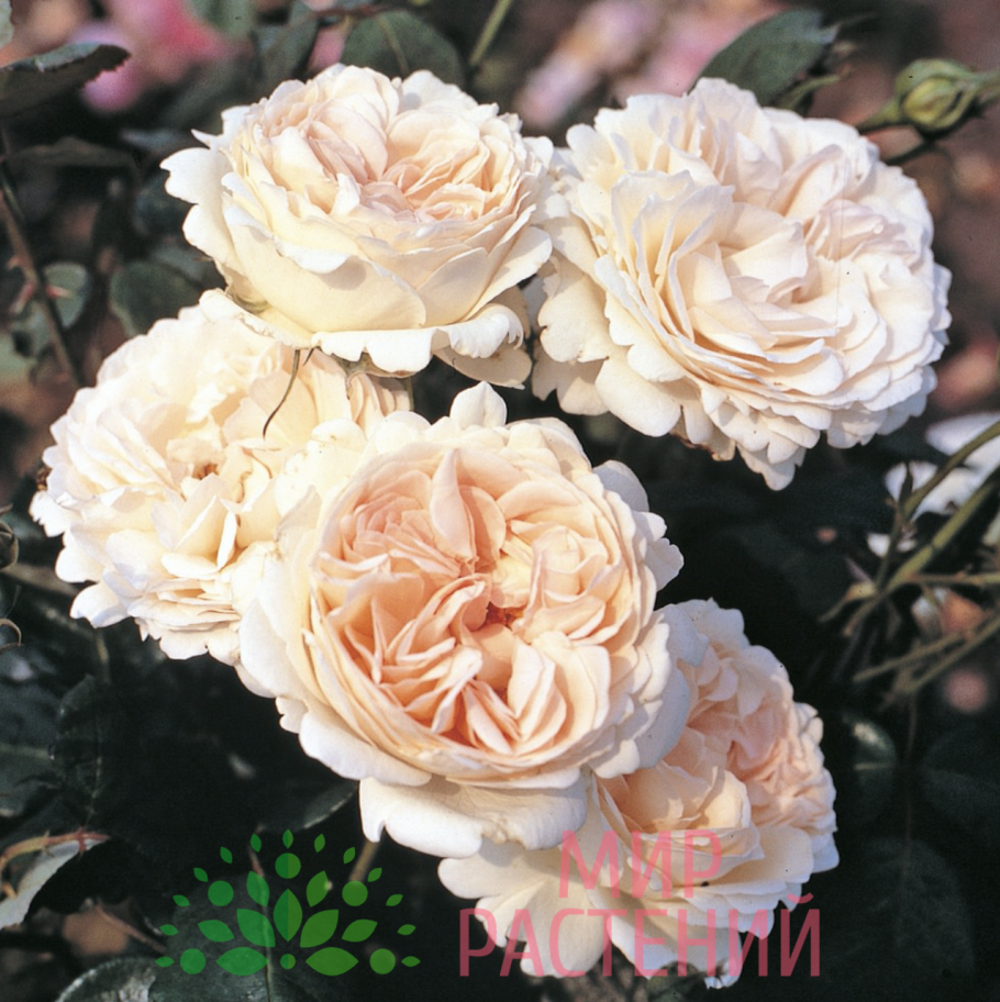 Роза чайно-гибридная Флэминг Стар