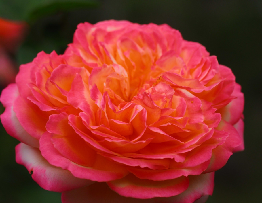 Роза Гроссгерцогин Луиза