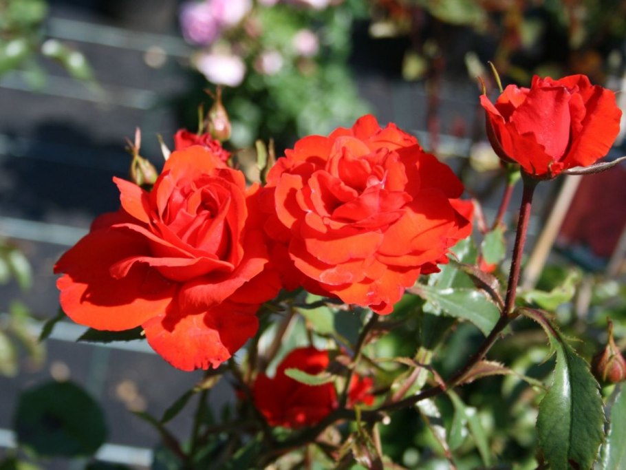 Роза чайно-гибридная 'Madame Anisette'