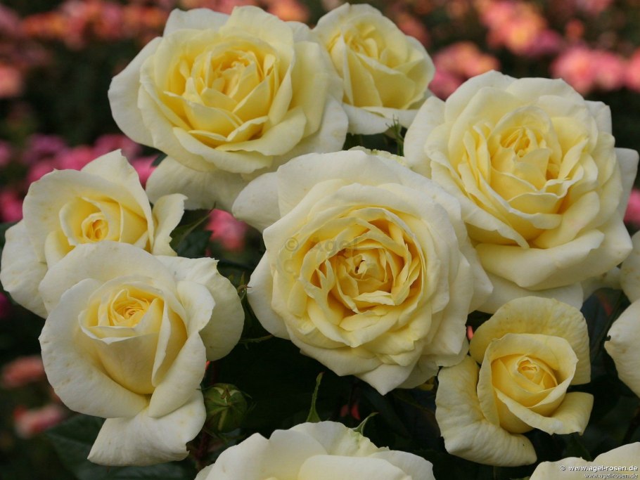 Роза Кордеса чайно-гибридная