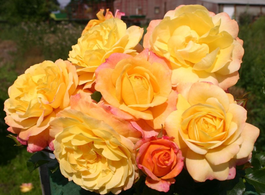 Розы Кордеса чайногибридные