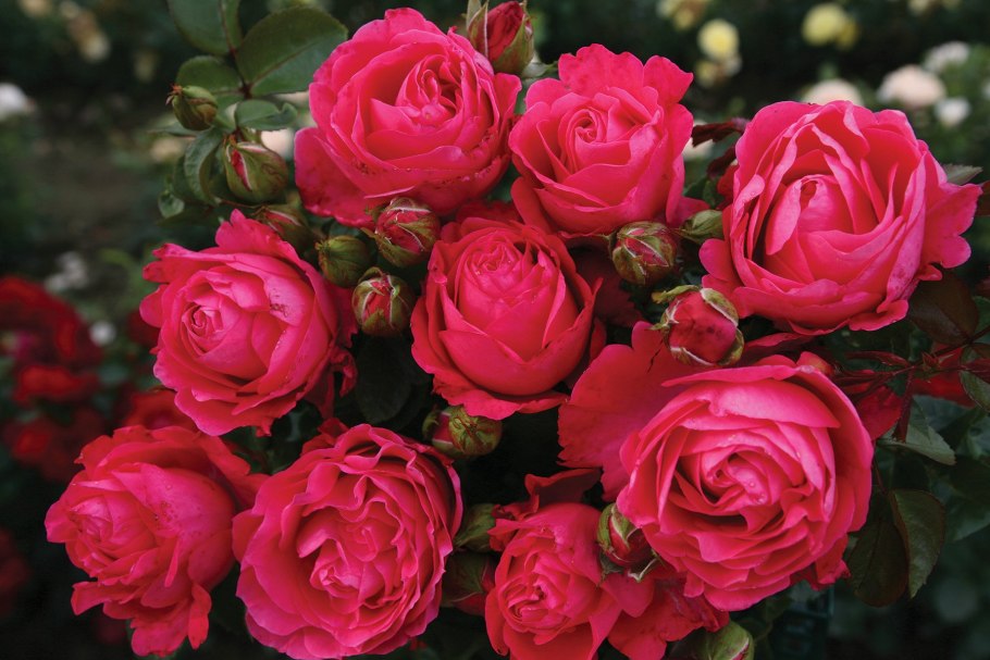 Роза чайно-гибридная Беллевью