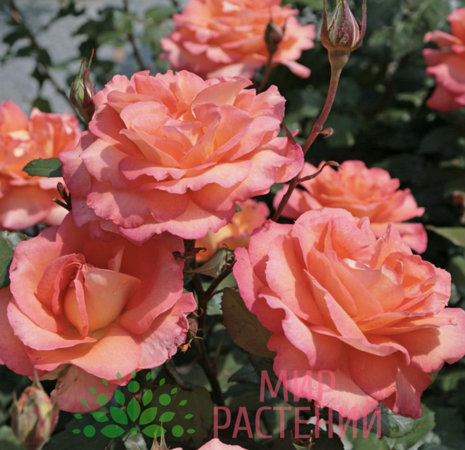 Роза Винтер Сан