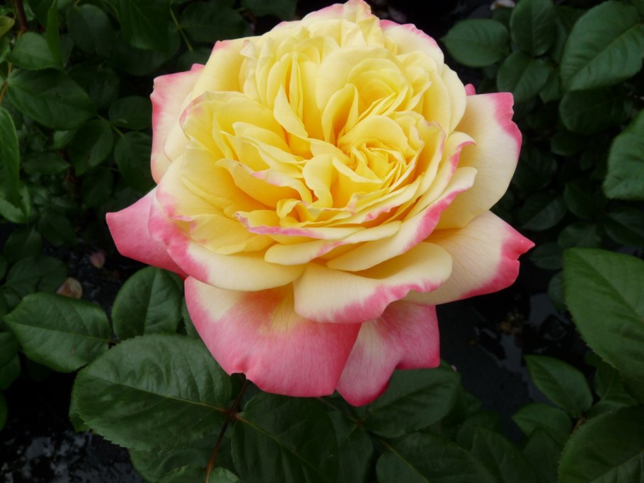 Kordes Jubilee роза