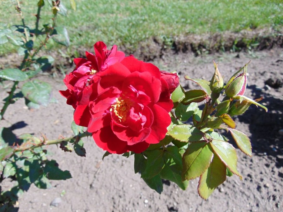 Кордес Джубили (Kordes’ Jubilee)