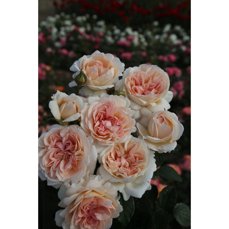 Роза гроссгерцогин луиза