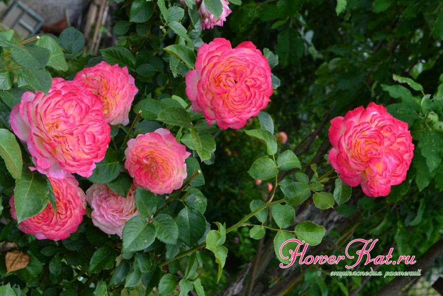 Роза лососевая чайно гибридная