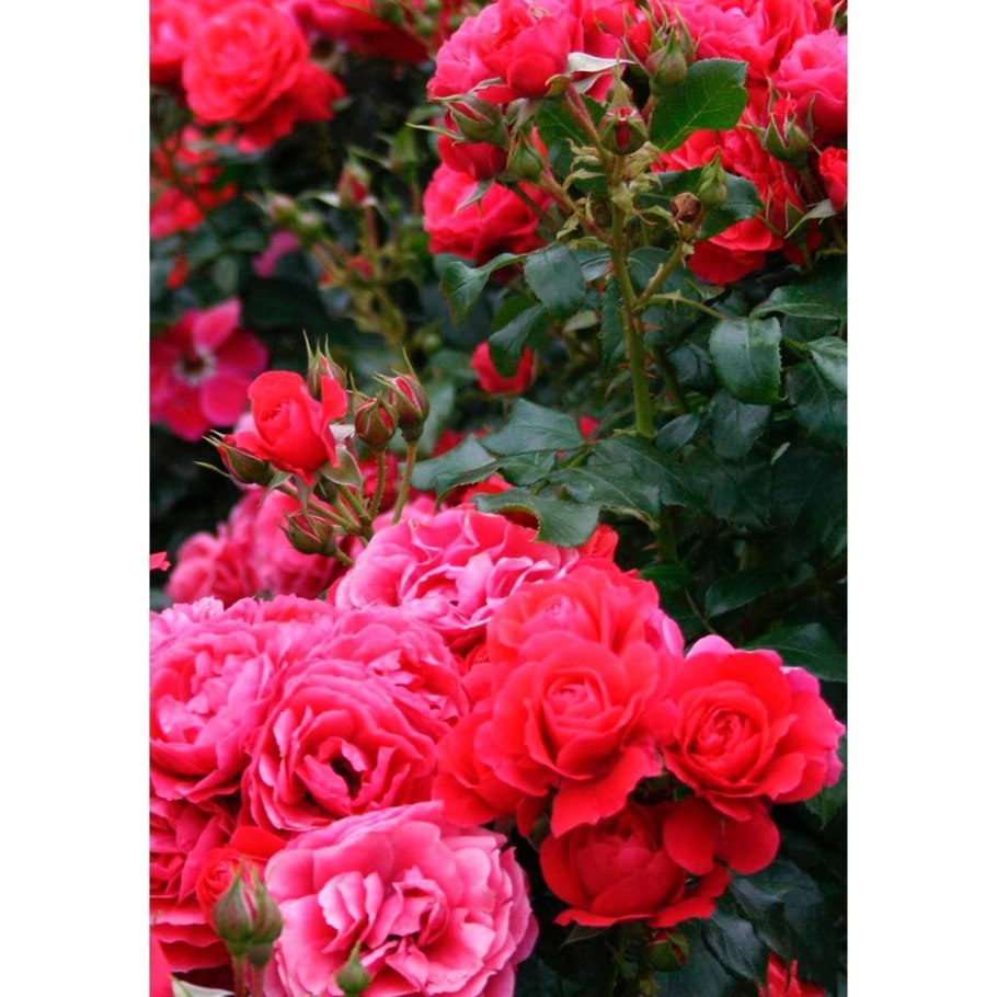 Роза пустыни Кордес