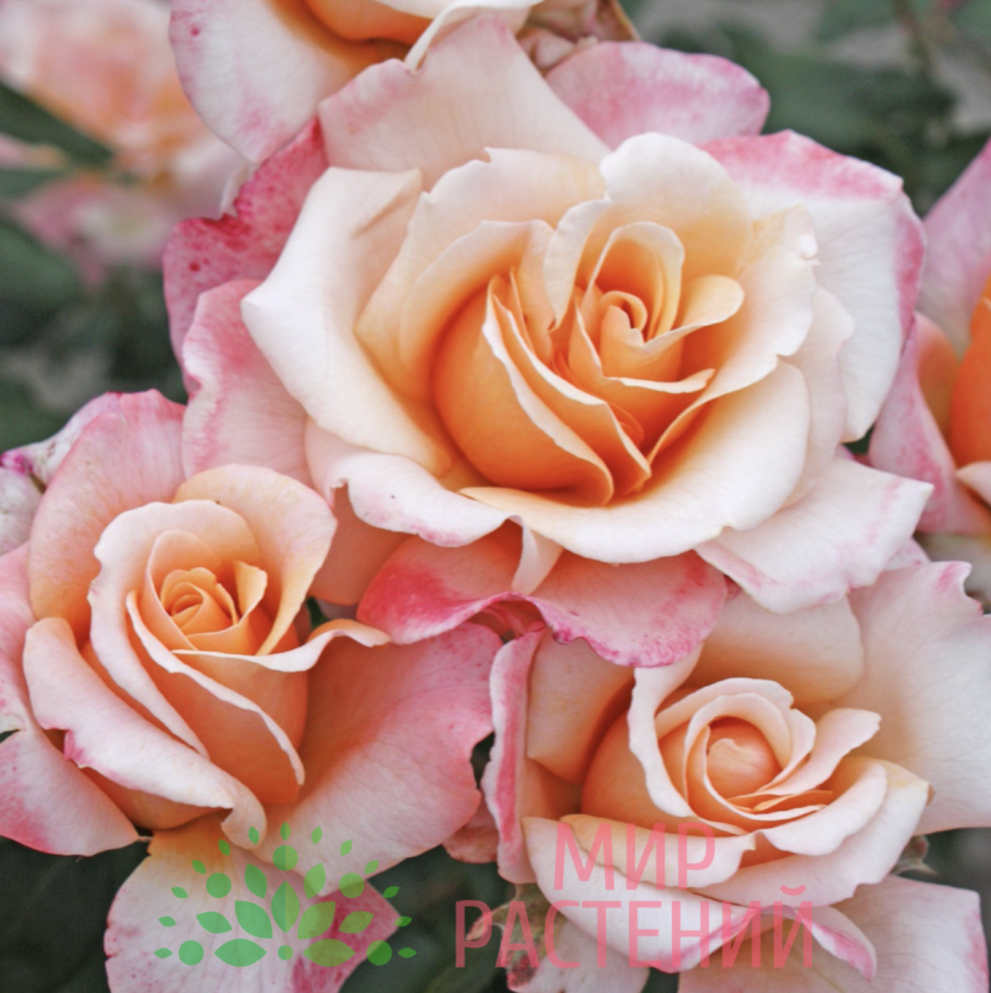 Роза Кордес бриллиант