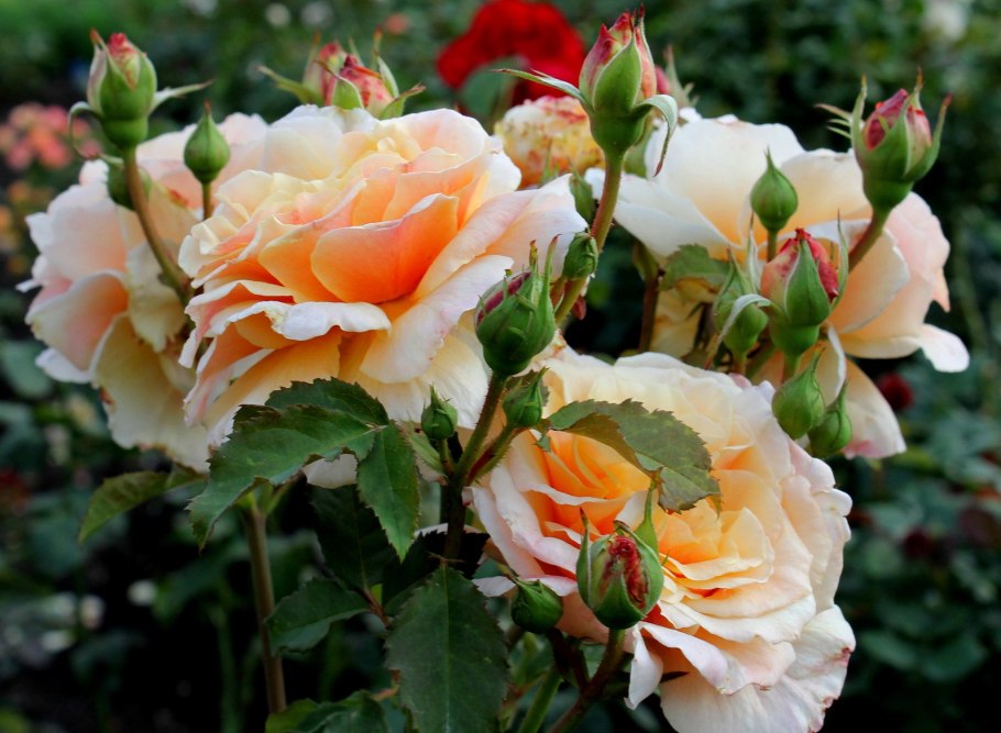 Роза Peach Melba (Kordes, 2018)