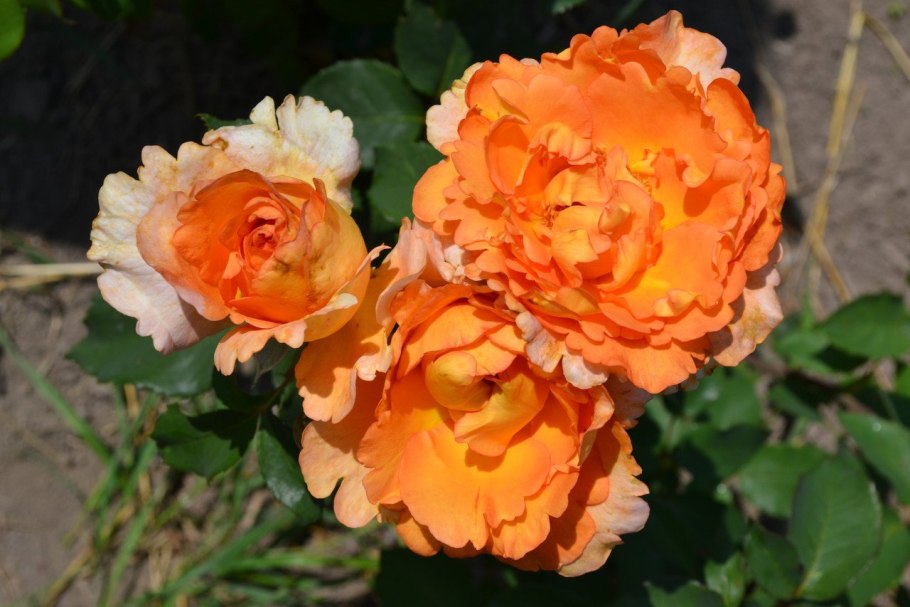 Роза Парковая ред бриллиант