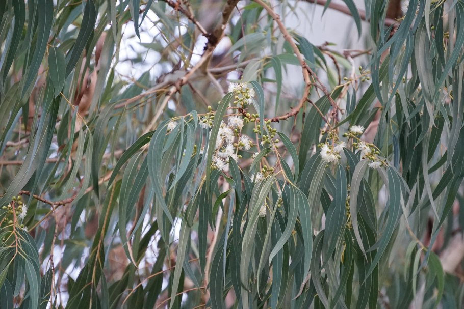 Эвкалипт прутовидный Абхазия